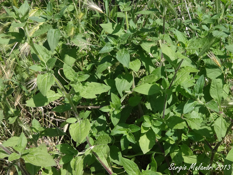 Identificazione - Sibinia pellucens (Curculionidae)